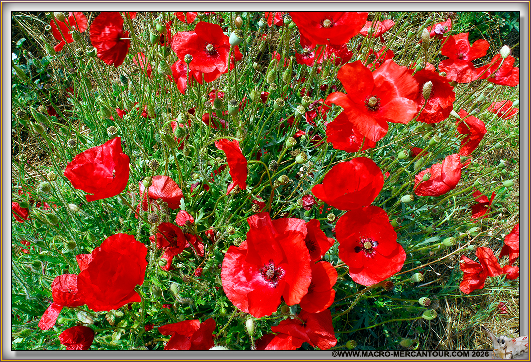 Coquelicots
